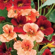 35 Seeds Nasturtium Glorious Gleam Mix Re-Seeding Annual Flower Seeds - £13.06 GBP