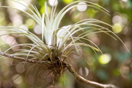 10 Giant Air Plant Tillandsia Utriculata Bromeliad Sun Shade Houseplant Seeds Fr - £10.55 GBP