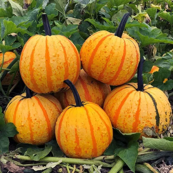 Fresh 10 Fireball Pumpkin Seeds For Planting Vibrant Color Looks Like A Ball Of  - $22.96