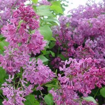 VP Pocahontas Lilac Tree Fragrant Flowers Perennial Flower USA 25 Seeds - £6.02 GBP