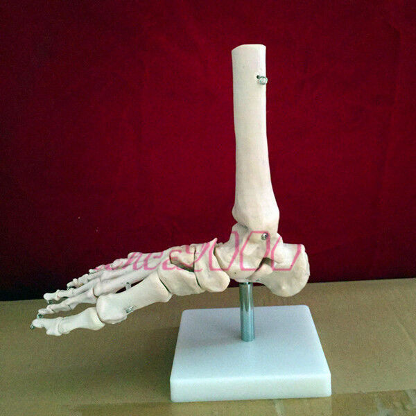 1:1 New Foot Joint Anatomical Skeleton Model Human Medical Anatomy Life ... - $21.98