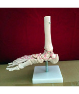 1:1 New Foot Joint Anatomical Skeleton Model Human Medical Anatomy Life ... - €19,20 EUR