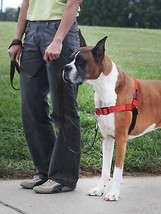 PetSafe Deluxe Easy Walk Steel Dog Harness Black/Rose 1ea/LG - £41.11 GBP