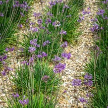 New 50 Society Garlic Seeds Ornamental Edible Perennial Flowering T Violacea Fre - £13.04 GBP