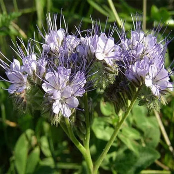 Lacy Phacelia 250 Fresh Seeds - £10.79 GBP