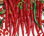 50 Cayenne Long Red Slim Chili Pepper Seeds Fast Shipping - £7.03 GBP