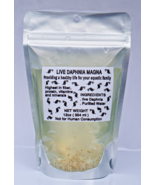 125+ Live Daphnia Magna Freshwater Fleas Tank Raise Cultures live Fish f... - £14.66 GBP