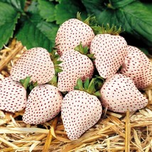 White Strawberry Seeds The Hottest Fruits in Japan, 100 seeds - $12.80