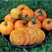 Usa Seller Moonglow Tomato Seeds Fast Shipping - £7.64 GBP