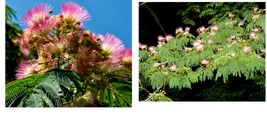 60 seeds Persian Silk Tree (Albizia julibrissin), Gardening - £17.58 GBP