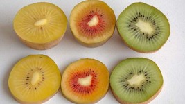 Kiwi Fruit Seeds All Type Of Golden Yellow Red Green Gooseberry Organic ... - £8.26 GBP
