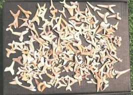 Authentic Fossil Shark Teeth – Great Educational Set for Kids and Collec... - €29,84 EUR