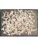 Authentic Fossil Shark Teeth – Great Educational Set for Kids and Collec... - $636.70 MXN