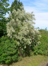 5 Pc Seeds Russian Olive Tree Plant Elaeagnus angustifolia Seeds for Planting RK - £14.77 GBP