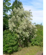 5 Pc Seeds Russian Olive Tree Plant Elaeagnus angustifolia Seeds for Pla... - £14.78 GBP
