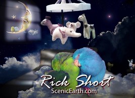 Parrotlet Birds Nursery Fine Art Poster moonlight night sleeping birds - $45.00