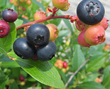 Nocturne Blueberry- a Rabbiteye - Northern Highbush Hybrid - Potted Plants - $22.72+