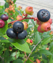 Nocturne Blueberry- a Rabbiteye - Northern Highbush Hybrid - Potted Plants - $22.72+