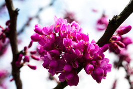 Cercis siliquastrum 100 seeds Judas tree semillas graines - $6.33+