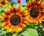 LKS Rattlefree Sunflower Seeds Heirloom &amp; Non Gmo 50 Red Sun Sunflo Home... - $21.70