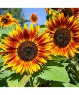 LKS Rattlefree Sunflower Seeds Heirloom &amp; Non Gmo 50 Red Sun Sunflo Home... - $396.95 MXN
