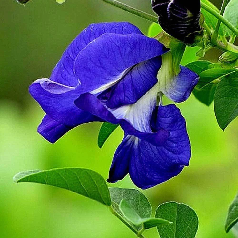 10 Seeds Double Blue Butterfly Pea Clitoria Tropical Flower Seeds - £15.96 GBP