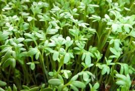 Curled Cress - Seeds - Non Gmo - Heirloom Seeds – Microgreen Seeds - £4.78 GBP