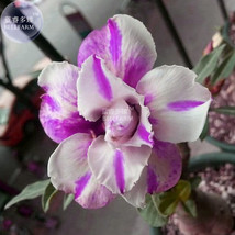 ALGARD Adenium White Petals Purple Stripe Spot Bonsai Flower Seeds, 2, 2... - £5.41 GBP