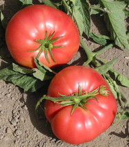 50 Seeds Marianna s Peace Tomato Heirloom Vegetable Tomatoe Garden  - £5.16 GBP