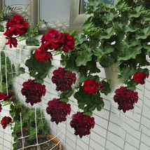 Hanging Geranium Purely Deep Red Bonsai Flowers 10 Seeds Seeds Garden Fresh - £10.99 GBP