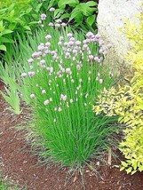 BStore 400 Seeds Chives Seeds Herb Green Onion Spring Fall Vegetable Gar... - $8.59