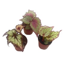 Begonia Rex Assortment, in 2 inch pots, Set of 3, Tiny Mini Pixie Plant ... - £14.57 GBP