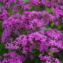 Catchfly None-So-Pretty Purple Flower Rock Gardens Butterflies  2000 Seeds From  - £7.89 GBP