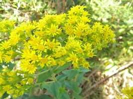 100 Stiff Goldenrod Seeds Drought Heat Cold Native Wildflower Autumn Flowers - £14.20 GBP