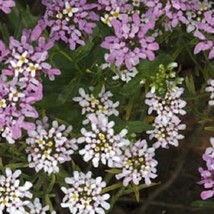 Candytuft Seeds Iberis Gibraltarica Seeds 50 Seeds Fresh Garden - $14.25