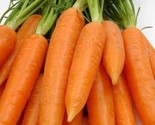 Carrot Seeds 250 Seeds Chantenay Red Cored Vegetable Non-Gmo - $8.99