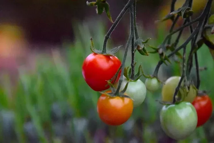 HGBO 50 Seeds Sophie&#39;S Choice Tomato Tomatoe Vegetable Garden USA Bulk Seeds - $8.99