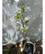 1 Elberta Grafted Peach Tree self pollinating - £27.52 GBP