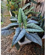 Alocasia Platinum Bisma Starter Plant 2 Plants Fresh Garden - $80.67 CAD