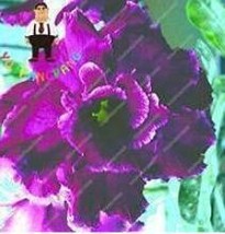 2 pcs Desert Rose Adenium Seeds - Black Purple 4-Layer Flowers FRESH SEEDS - £5.45 GBP