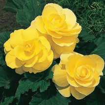 30 Seeds Gorgeous Double Yellow Begonia Flower Annual - $17.64