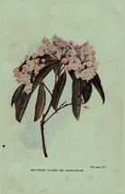 Vintage 1922 Print Mountain Laurel Mayflower 2 Side Flowers You Should Know - £14.02 GBP