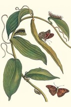 Flat-leaved Vanila Plant with a Gulf Fritillary - $371.98 MXN