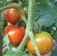 Independence Day Tomato Seeds | Organic FRESH - £9.04 GBP