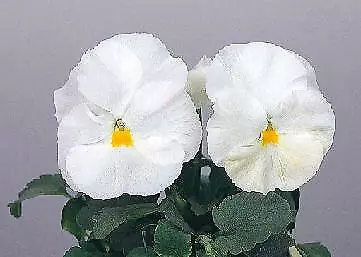 Pansy Majestic Giant II White-Clear 250 seeds - $33.18