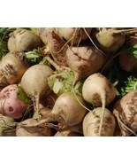 Sugar Beet Seeds - Organic &amp; Non Gmo Beet Seeds - Heirloom Seeds - Fresh... - £1.78 GBP