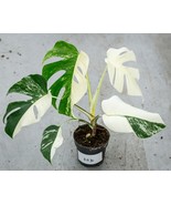 Monstera Half Moon White Albo Plant with Pot - $60.00