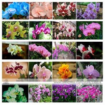 24 Types Perennial Phalaenopsis Orchid Flower Seeds for your choose FRESH SEEDS - £2.47 GBP