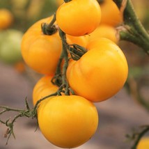 USA SELLER Golden Jubilee Tomato Yellow Orange Medium Beefsteak Vegetabl... - $11.95