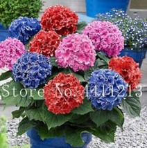 100 Of Hydrangea Bonsai Flower Seeds - Mixed Blue Pink Red Flowers - $11.88